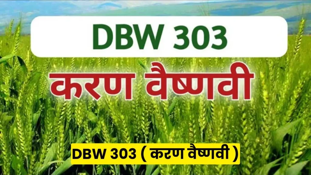 पैदावार के झंडे गाड़ देने वाली गेहूं की No.1 वैरायटी, नहीं लगायी तो पछताओगे (उत्पादन 100 क्विंटल के पार)