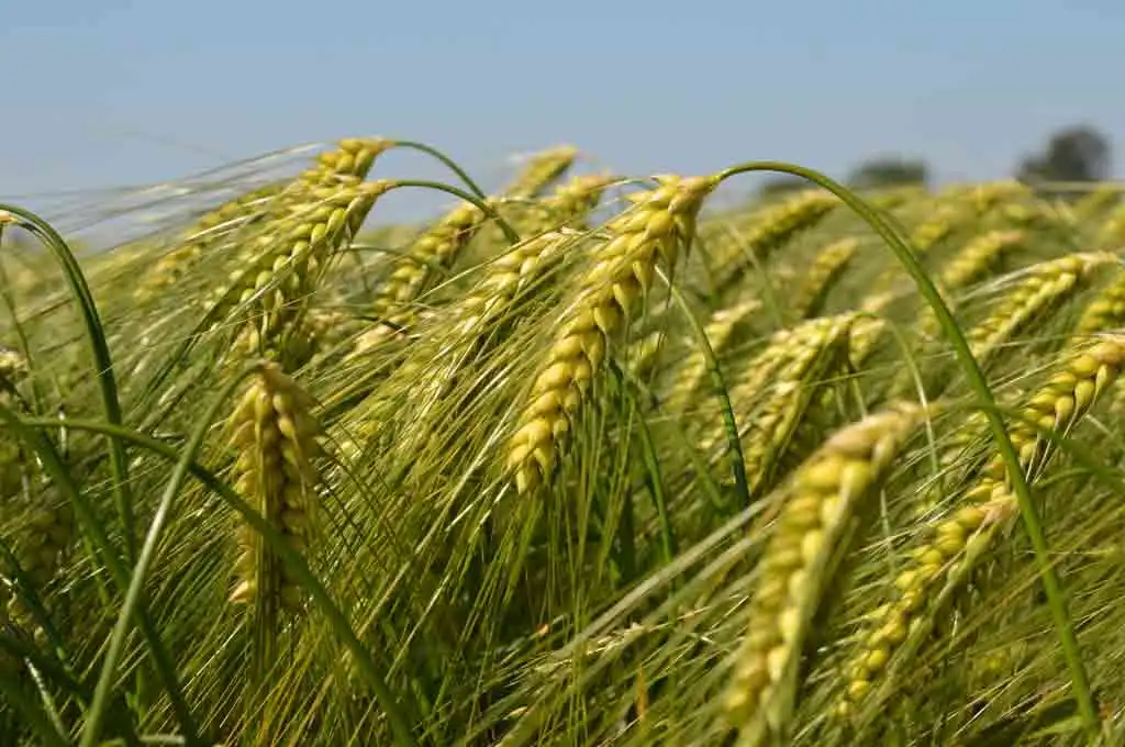 गेहूं की खेती कब और कैसे करे 2023 | Wheat Farming in Hindi