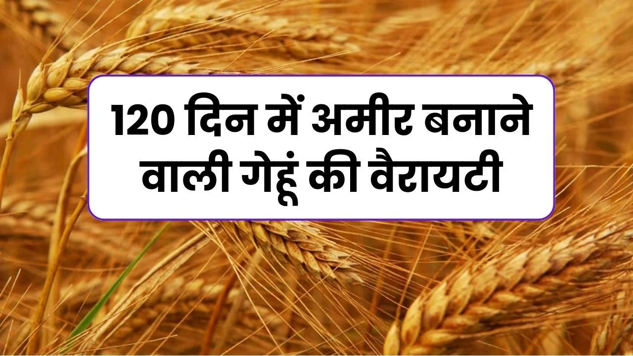 120 दिन में अमीर बनाने वाली गेहूं की वैरायटी 2023 में मचाएंगी तबाही (उत्पादन 100 क्विंटल)