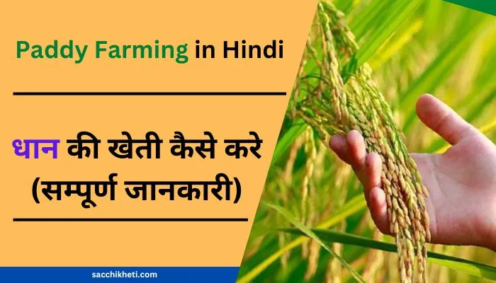 धान की खेती कब और कैसे करें 2023 | Paddy Farming in Hindi | Dhan ki Kheti Kaise Karen