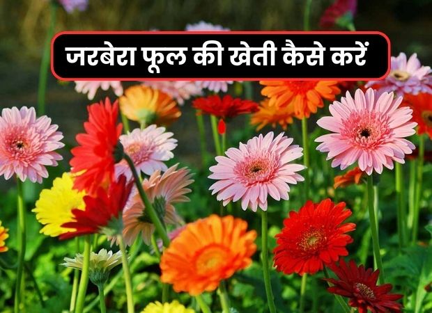 2024 में जरबेरा फूल की खेती कैसे करें | Gerbera Flower Farming in Hindi