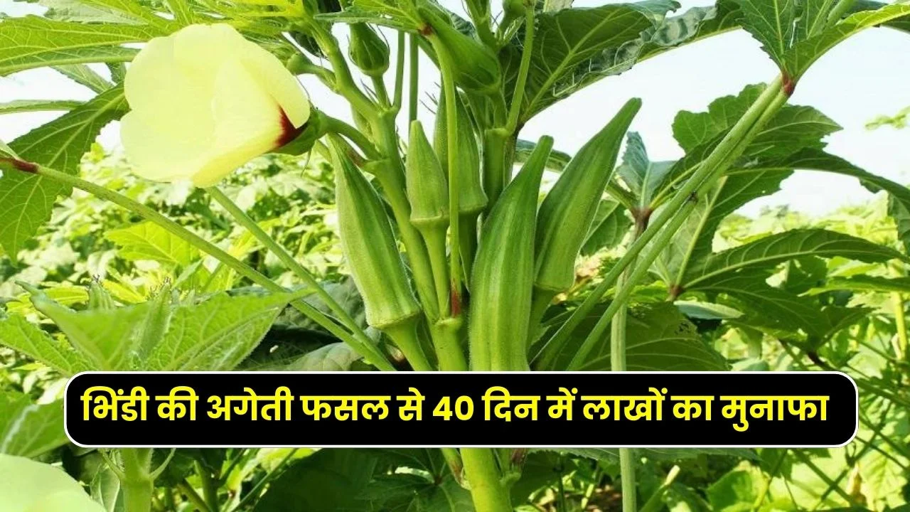 भिंडी की अगेती फसल से 40 दिन में लाखों का मुनाफा इस नई तकनीक के साथ