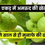 2025 में 1 एकड़ में अमरुद की इस वैरायटी से लाखो की कमाई - Amrud ki Kheti Kaise Kare