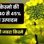 सरसों की जबरा किस्मे (अन्य किस्मो की अपेक्षा 40 से 45% ज्यादा उत्पादन) होगा लाखो का मुनाफा