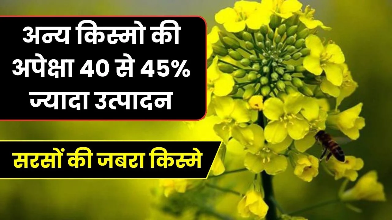 सरसों की जबरा किस्मे (अन्य किस्मो की अपेक्षा 40 से 45% ज्यादा उत्पादन) होगा लाखो का मुनाफा