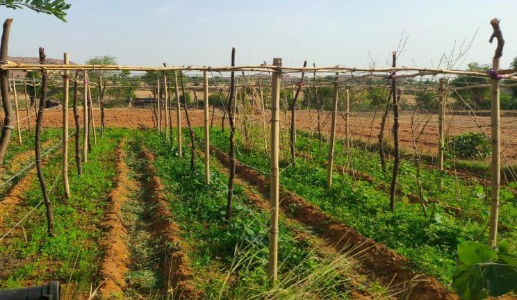 किसान हो जाएं मालामाल Multi Layer Farming से 5–8 लाख कमाने का पक्का तरीका