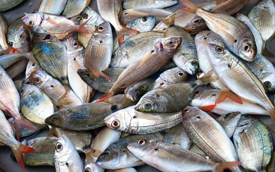 मछलीपालन पर किसानो को मिलेगी 80% की सब्सिडी जानिए पूरी जानकारी