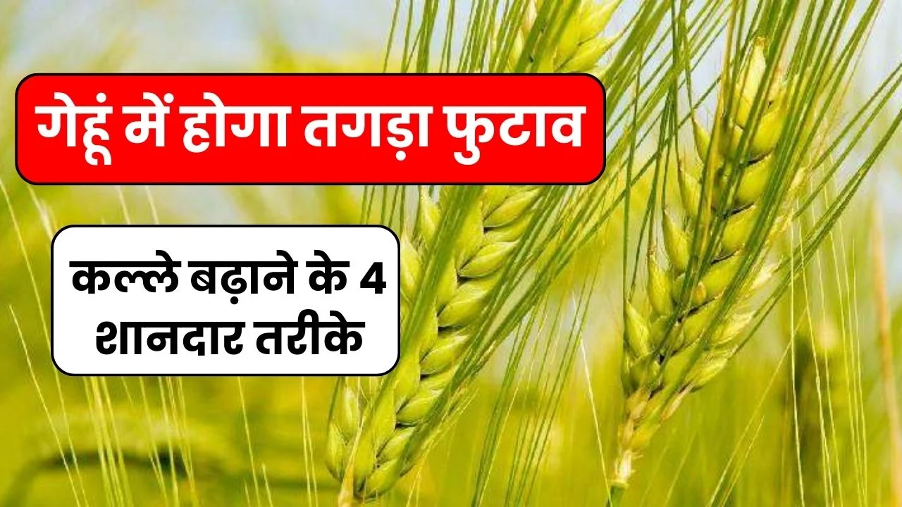 गेहूं में होगा तगड़ा फुटाव कल्ले बढ़ाने के 4 शानदार तरीके जो की 90% किसान नहीं जानते