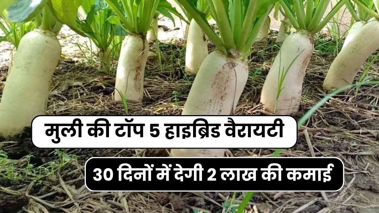 मुली की टॉप 5 हाइब्रिड वैरायटी जो 30 दिनों में देगी 2 लाख की कमाई