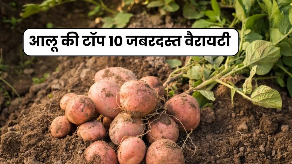 आलू की टॉप 10 जबरदस्त वैरायटी जो देगी 500 क्विंटल तक उत्पादन 2024 के लिए अभी लगाये आलू की टॉप 10 जबरदस्त वैरायटी जो देगी 500 क्विंटल तक उत्पादन 2024 के लिए अभी लगाये