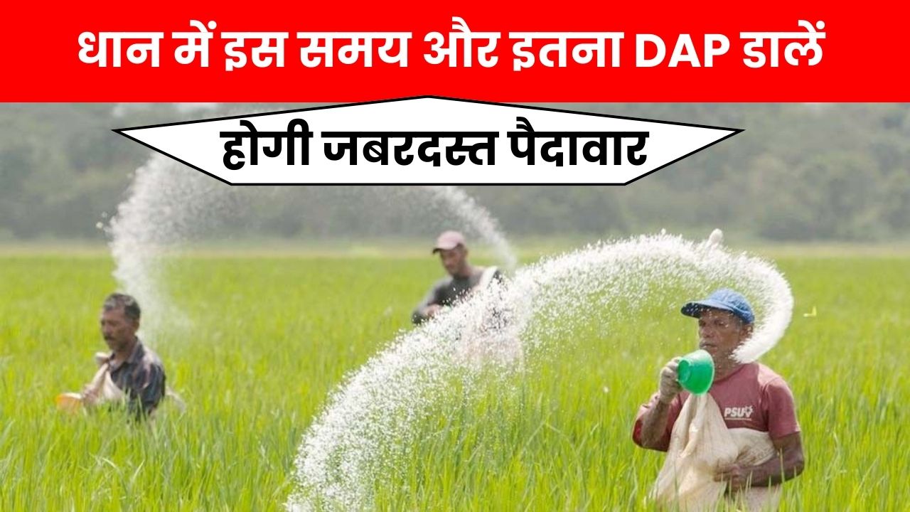 धान में इस समय और इतना DAP डालने से होगी जबरदस्त पैदावार किसान भी हैरान