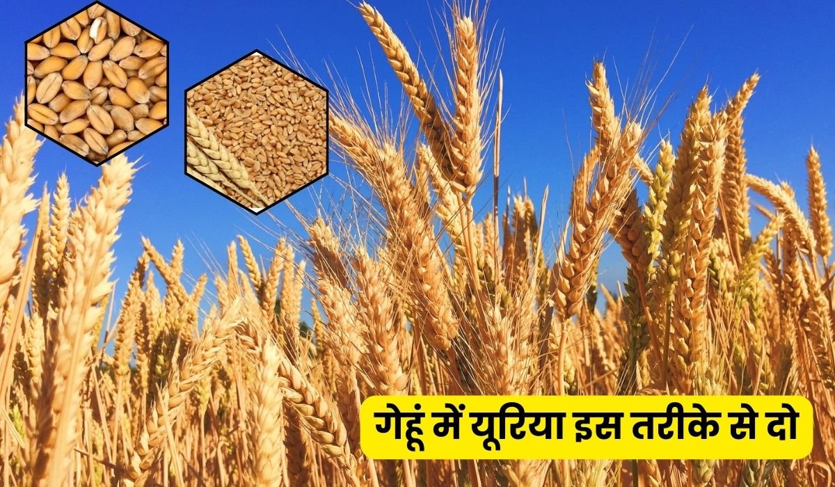 गेहूं में यूरिया इस तरीके से दो फुटाव देखकर पडोसी पगला जायेगा, गेहूं में यूरिया खाद कब देना चाहिए