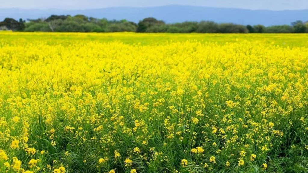 सरसों की खेती में माहू कीट का नियंत्रण कैसे करे |माहू कीट की दवा