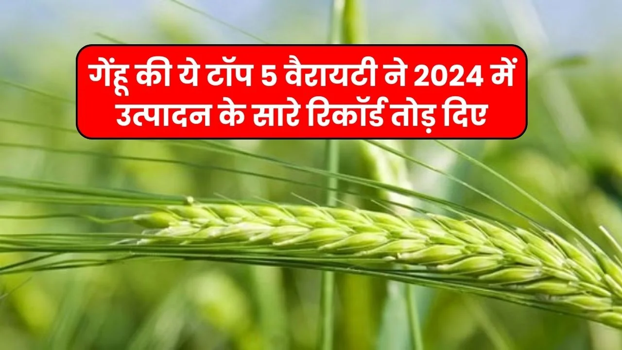 गेंहू की ये टॉप 5 वैरायटी ने 2024 में उत्पादन के सारे रिकॉर्ड तोड़ दिए ( 90 क्विंटल )