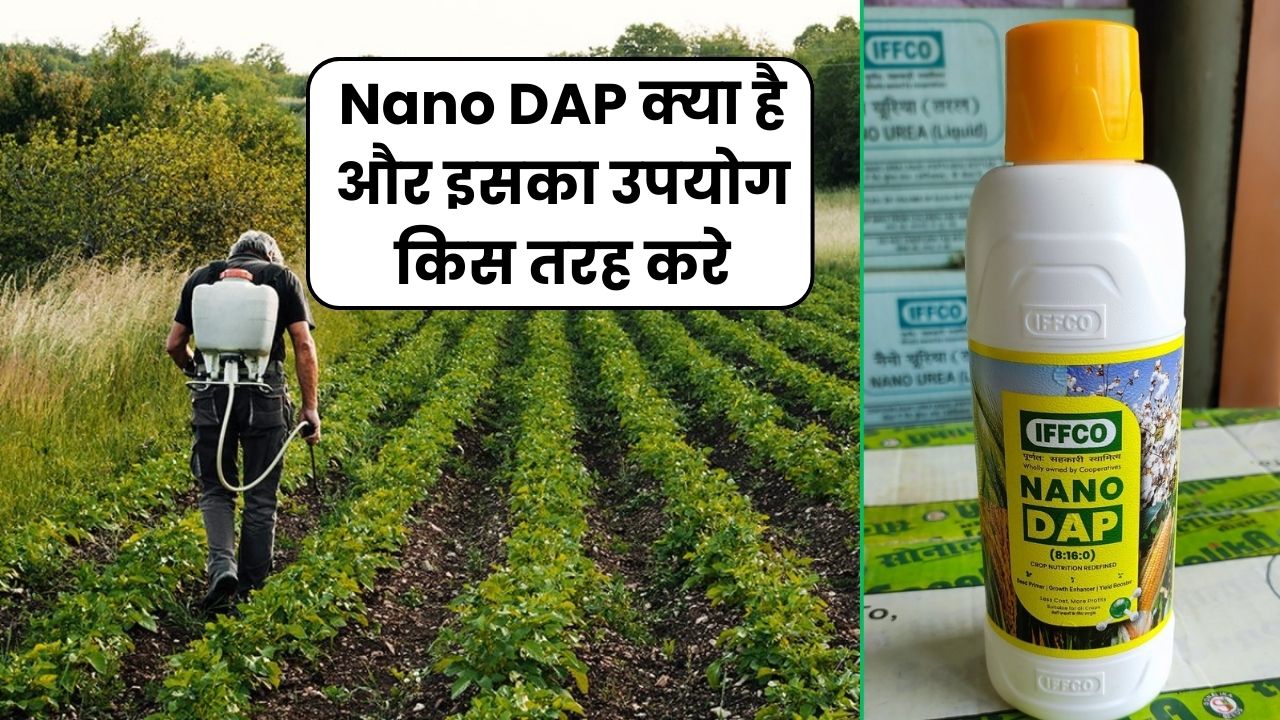 Nano DAP क्या है और इसका उपयोग किस तरह करे | Nano DAP Uses in Hindi