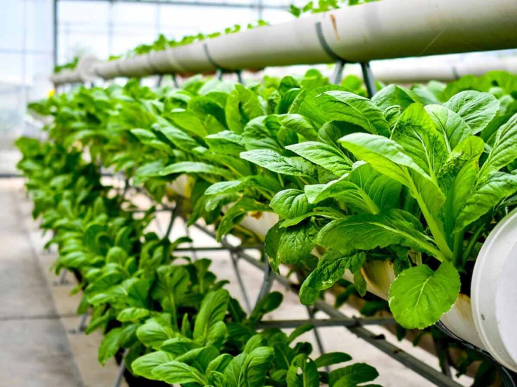 Smart Greenhouse फार्मिंग क्या है और कैसे करें | Smart Greenhouse Farming In Hindi