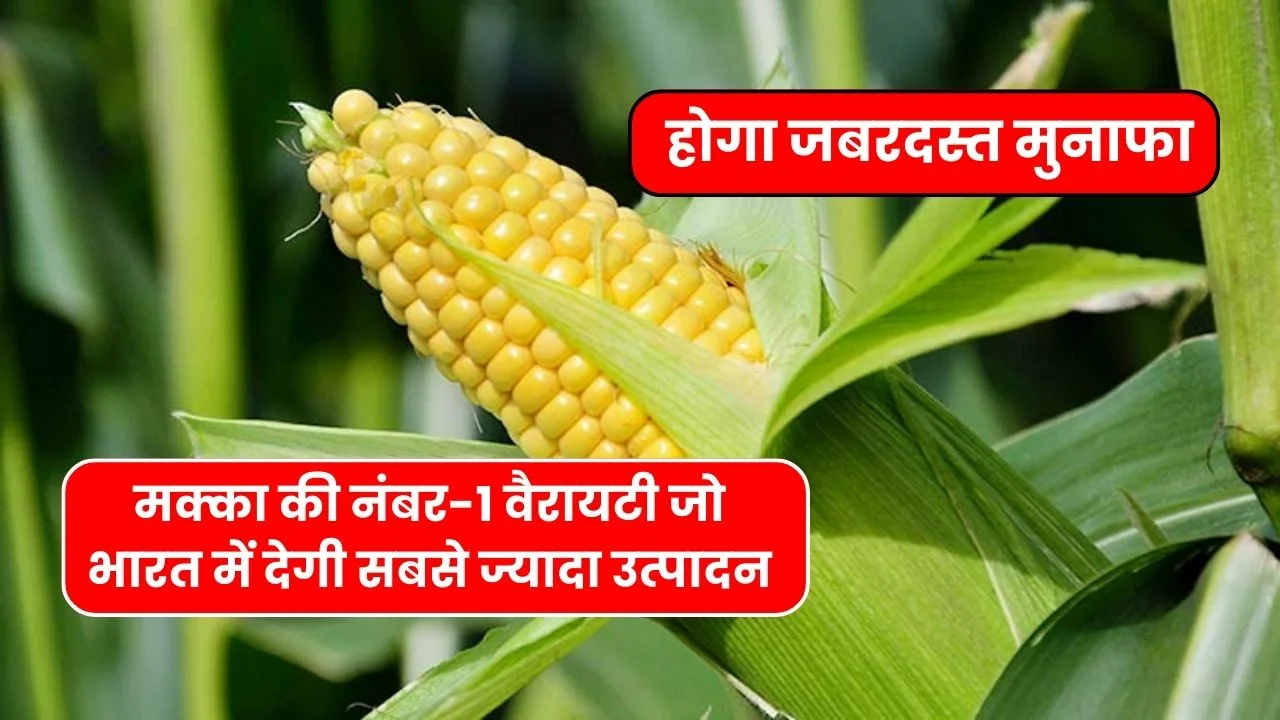 मक्का की नंबर-1 वैरायटी जो भारत में देगी सबसे ज्यादा उत्पादन जिससे होगा जबरदस्त मुनाफा