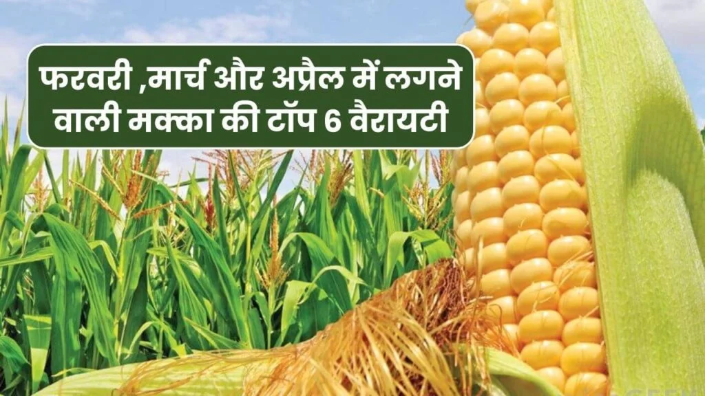 फरवरी ,मार्च और अप्रैल में लगने वाली मक्का की टॉप 6 वैरायटी | Makka Seeds Variety in Hindi फरवरी ,मार्च और अप्रैल में लगने वाली मक्का की टॉप 6 वैरायटी