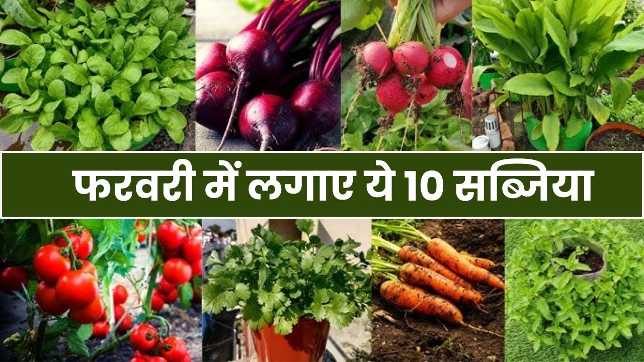 इस मॉडल से फरवरी में लगाएं ये 10 सब्जियां और बेचे 60 से 80 रूपये प्रति किलो | फरवरी में बोई जाने वाली सब्जियां