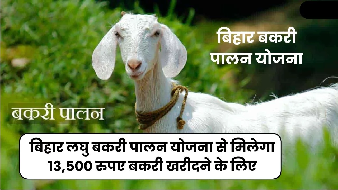 बिहार लघु बकरी पालन योजना से मिलेगा 13,500 रुपए बकरी खरीदने के लिए, जानिए येसे मिलेगा लाभ