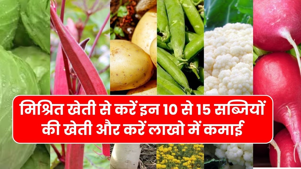मार्च में मिश्रित खेती से करें इन 10 से 15 सब्जियों की खेती और करें लाखो में कमाई