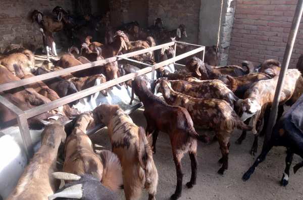 बकरी पालन बिजनेस लोन कैसे ले (50% सब्सिडी) | Bakri Palan Loan Kaise Le