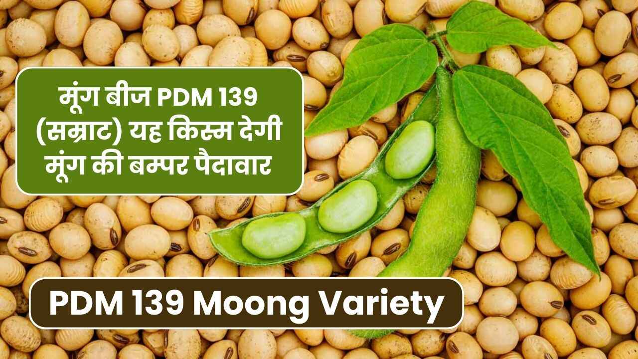 मूंग बीज PDM 139 (सम्राट) यह किस्म देगी मूंग की बम्पर पैदावार | PDM 139 Moong Variety in Hindi