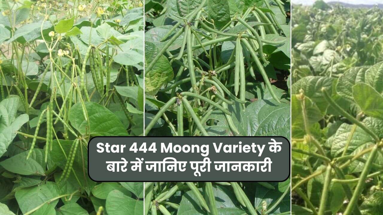 Star 444 Moong Variety in Hindi | Star 444 Moong Seeds Price