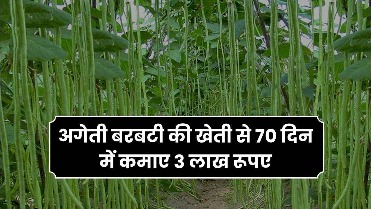 अगेती बरबटी की खेती से 70 दिन में कमाए 3 लाख रूपए | Barbati ki Kheti Kaise Kare