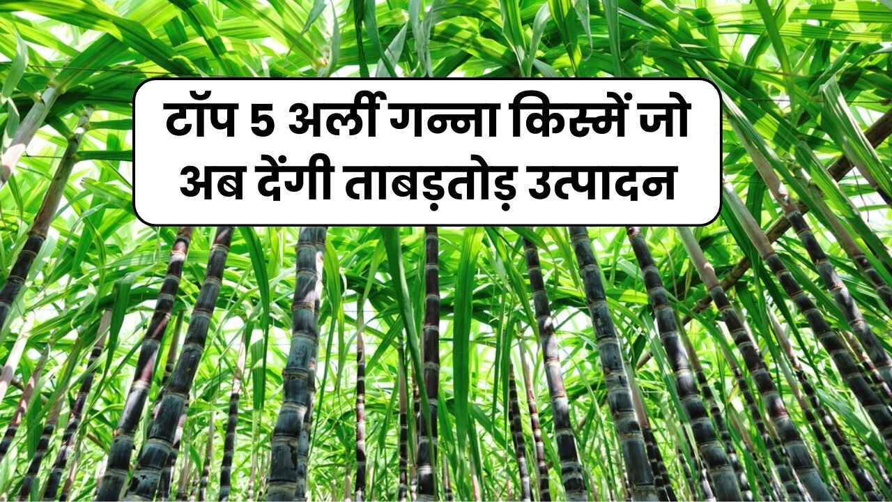2024 की टॉप 5 अर्ली गन्ना किस्में जो अब देंगी ताबड़तोड़ उत्पादन | Top Sugarcane Variety in Hindi