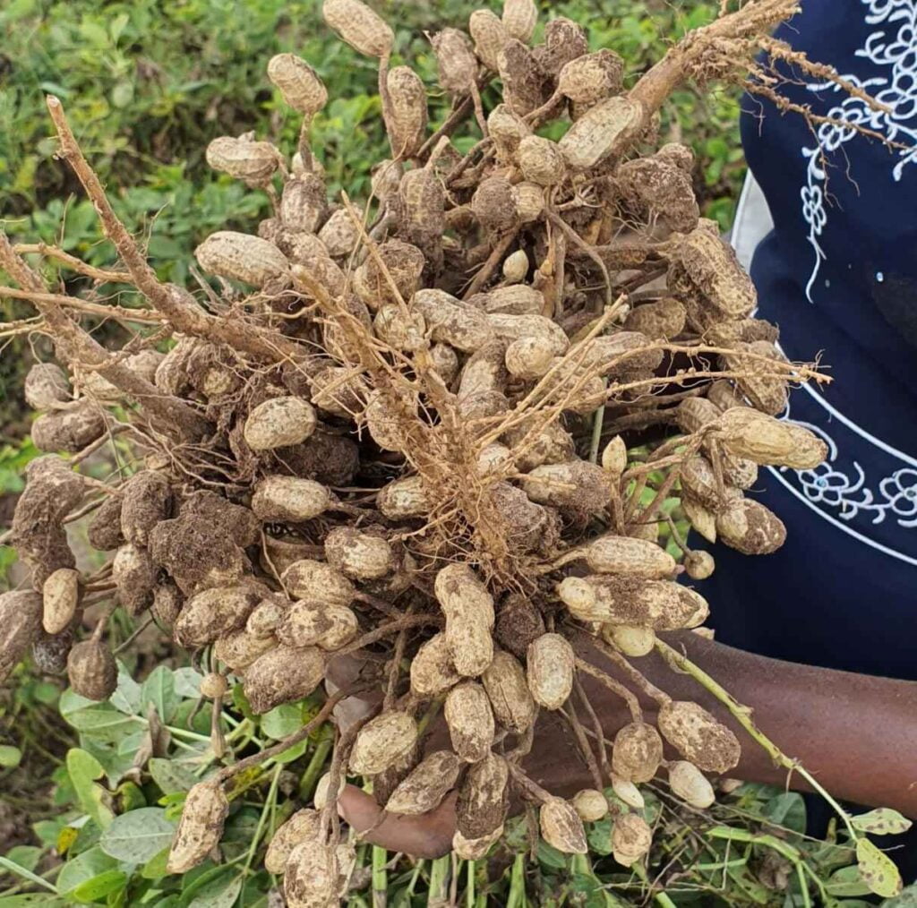 मूंगफली की खेती कब और कैसे करे | Mungfali ki Kheti Kaise Kare