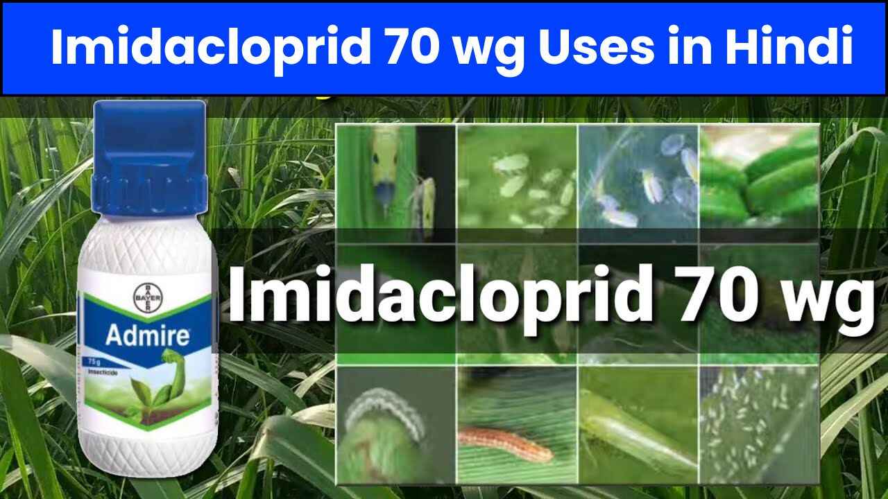 Imidacloprid 70 wg Uses in Hindi