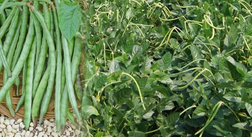 Lobia ki Kheti Kaise Kare (लोबिया की खेती ) कम लागत में ज्यादा मुनाफे की पूरी रणनीति