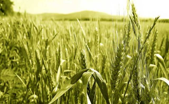 गेहूं की खेती कैसे करे सही समय, सही तरीका और वैज्ञानिक देखभाल से पाएं बंपर उत्पादन