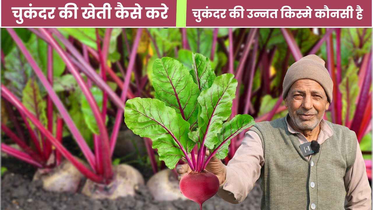 चुकंदर की खेती कैसे करे (नया तरीका) | Chukandar ki Kheti Kaise Kare