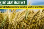 गेहूं की खेती कैसे करे: सही समय, सही तरीका और वैज्ञानिक देखभाल से पाएं बंपर उत्पादन