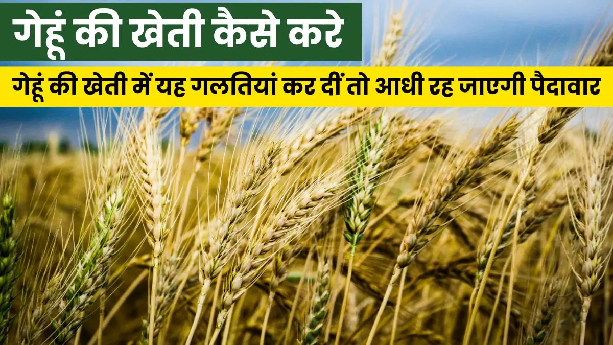 गेहूं की खेती कैसे करे: सही समय, सही तरीका और वैज्ञानिक देखभाल से पाएं बंपर उत्पादन