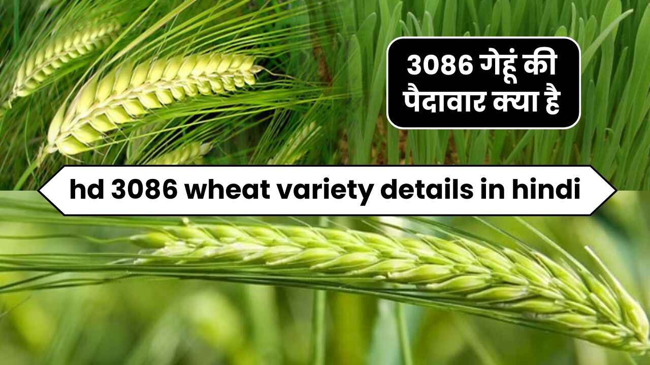 hd 3086 wheat variety details in hindi | 3086 गेहूं की पैदावार क्या है