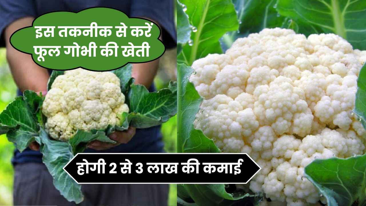 इस तकनीक से करें फूल गोभी की खेती एक एकड़ से होगी 2 से 3 लाख की कमाई | Phool Gobhi ki Kheti Kaise Karen