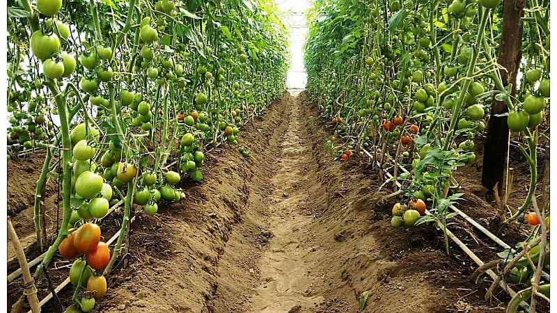 टमाटर की खेती कैसे करें | Tomato Farming in hindi
