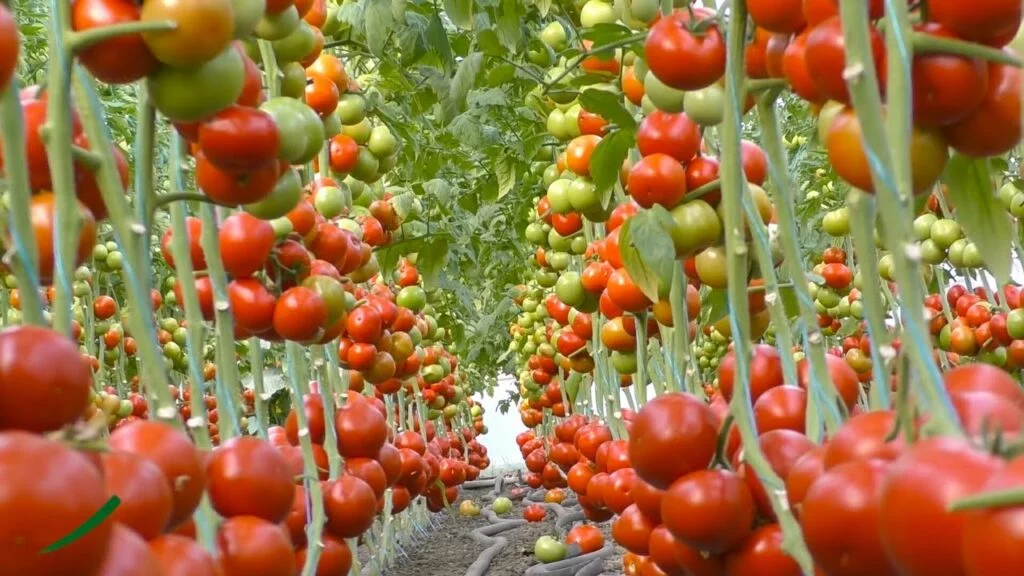 टमाटर की खेती कैसे करें | Tomato Farming in hindi