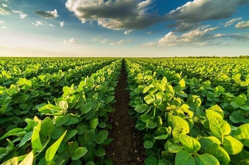 सोयाबीन की खेती सबसे ज्यादा कहां होती है | सोयाबीन का सबसे बड़ा उत्पादक देश, राज्य और जिला कौन सा है?