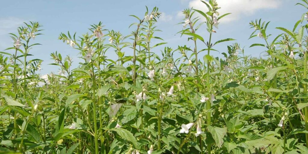 कम खर्च, बड़ा फायदा, 1 एकड़ में तिल की खेती का सम्पूर्ण विश्लेषण जानिए