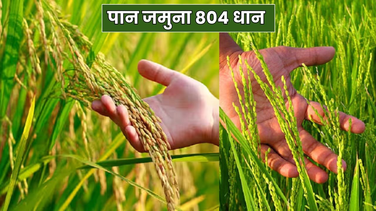 पान जमुना 804 धान 2025 में इसके टक्कर का कोई नहीं (35 से 40 क्विंटल/एकड़), अभी लगाये