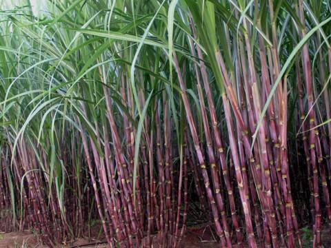 Top Sugarcane Variety in Hindi: 2026 की टॉप 5 अर्ली गन्ना किस्में जो देंगी ताबड़तोड़ उत्पादन