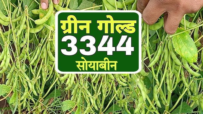 सोयाबीन की सर्वश्रेष्ठ उत्पादन वाली बेहतरीन किस्म | green gold 3344 soybean variety