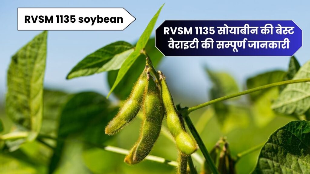 RVSM 1135 सोयाबीन की बेस्ट वैराइटी की सम्पूर्ण जानकारी | 1135 soybean variety in hindi