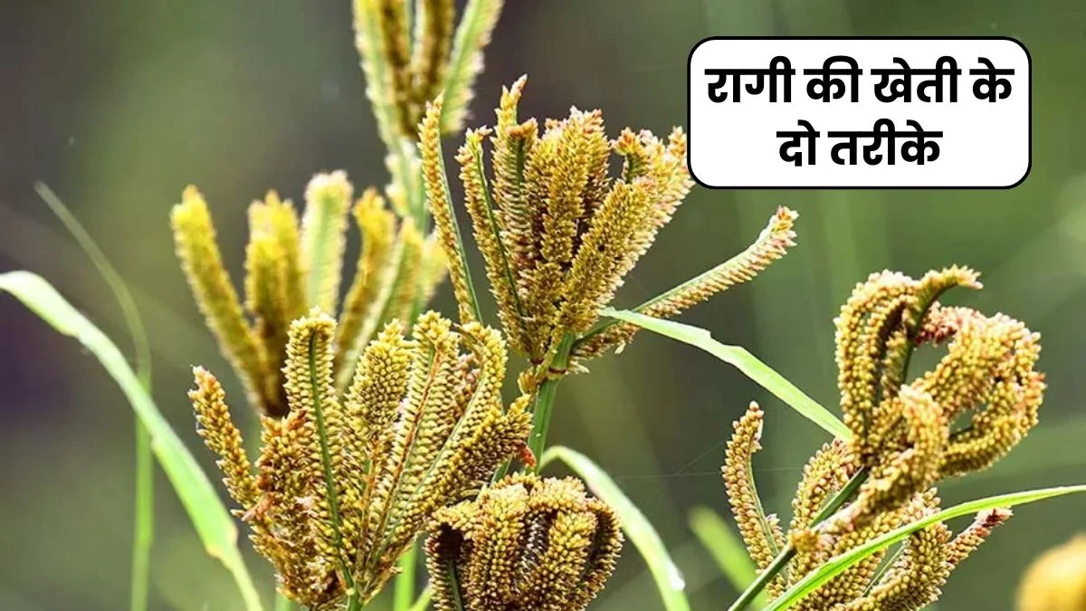 रागी की खेती (Finger Millet) 2024 | Ragi ki Kheti Kaise Kare