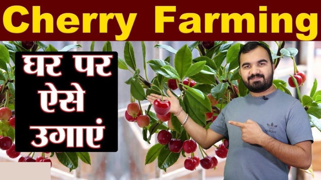 घर में करे चेरी की खेती (Cherry Farming) | Cherry Ki Kheti Kaise Kare