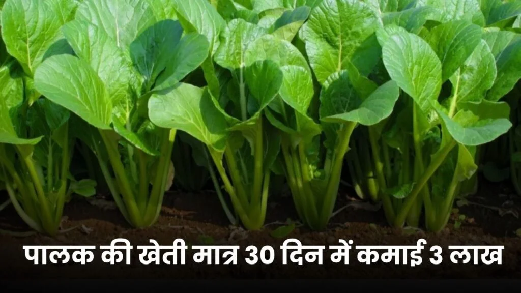 नवंबर में करे पालक की खेती मात्र 30 दिन में कमाई 3 लाख रूपए से ज्यादा | Spinach Farming in Hindi